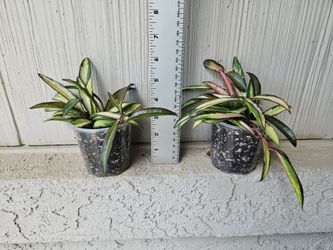 Hoya Wayetii Tricolor Plants