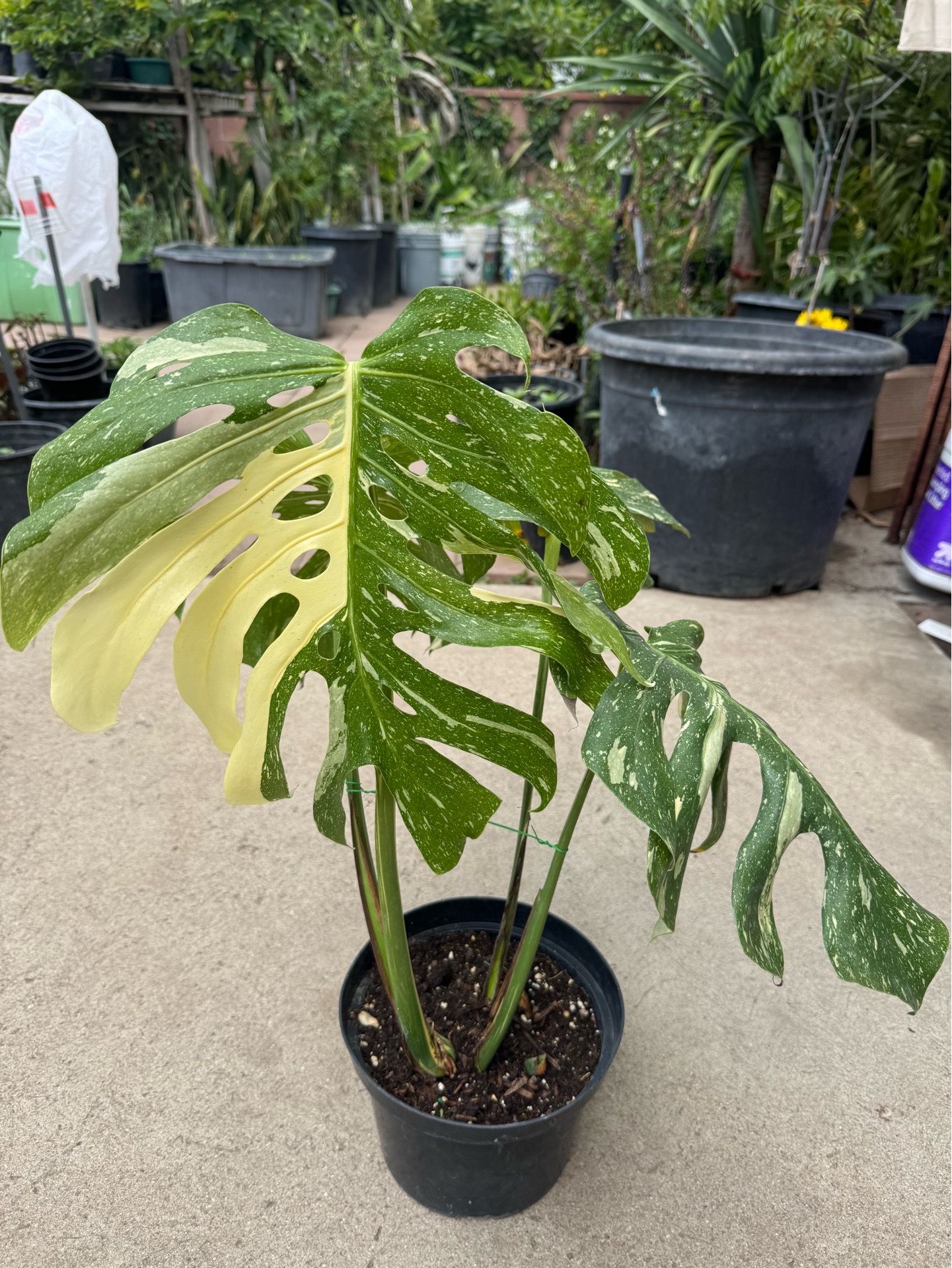 Thai monstera