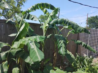 Banana Trees All Sizes Have A Lot Of Sizes O