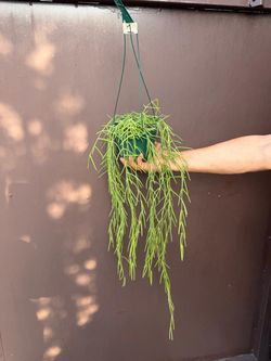 6” hoya linearis
