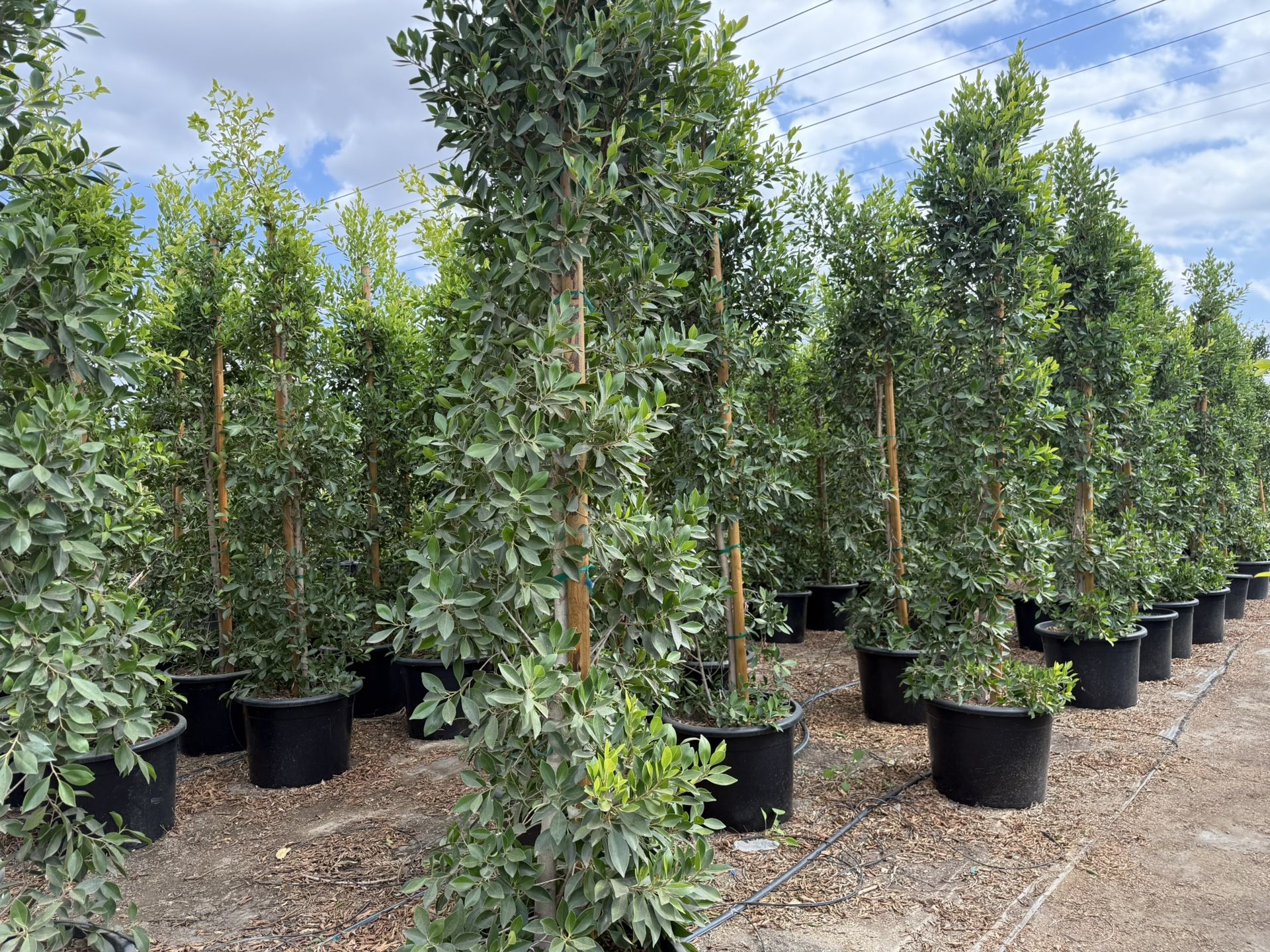 Ficus
