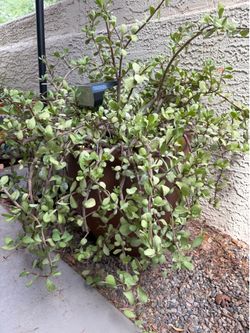 Potted plant