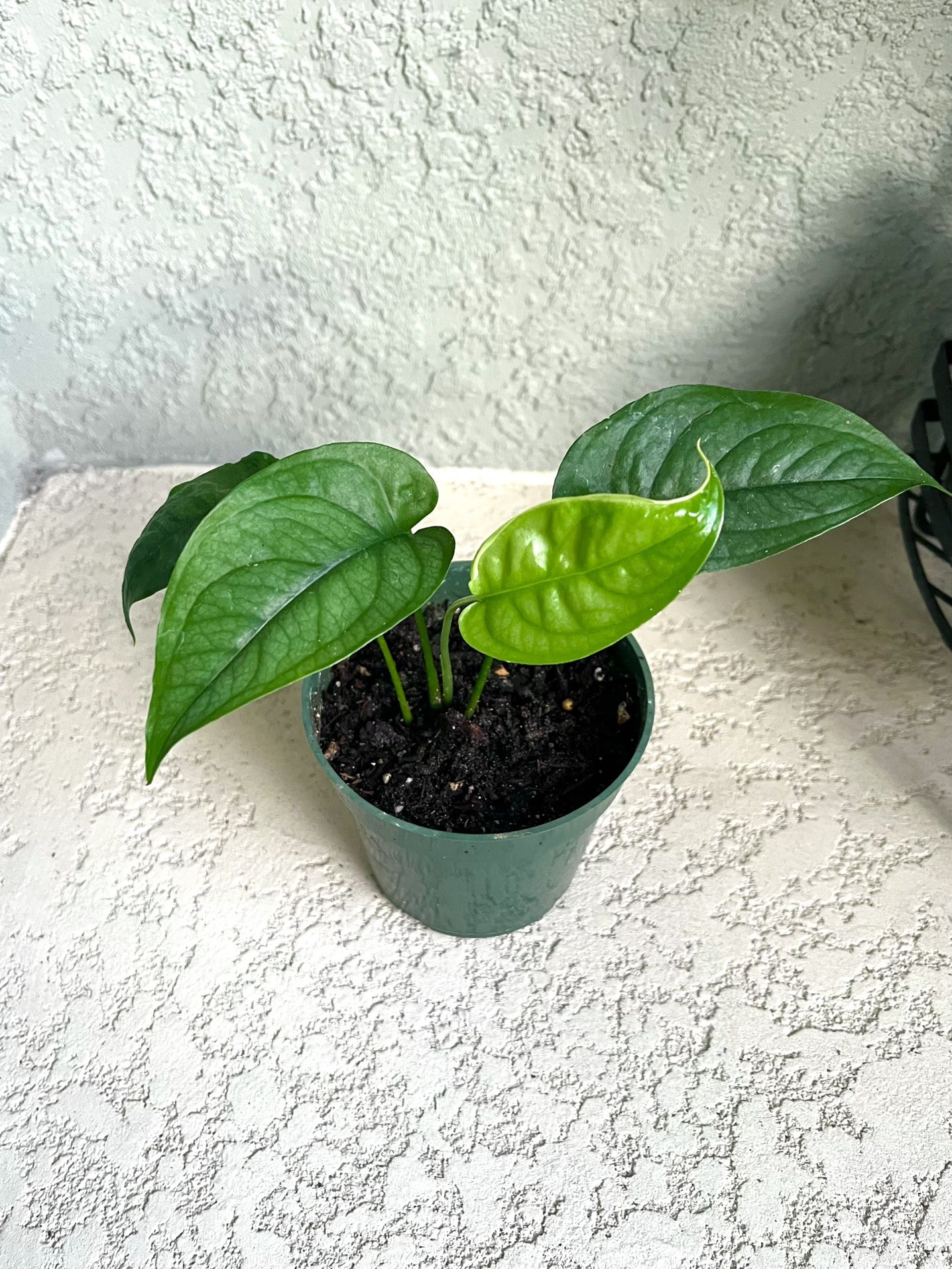 Monstera Siltepecana Plant