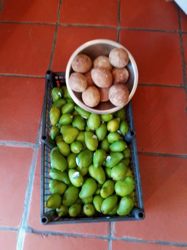 Llego Mango Tierno $10 La Libra Nispero O Chico