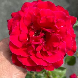 Tyler ROSE bushes $15.00 😍😍😍