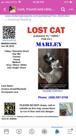 Help LOST CAt(have you seen her?)