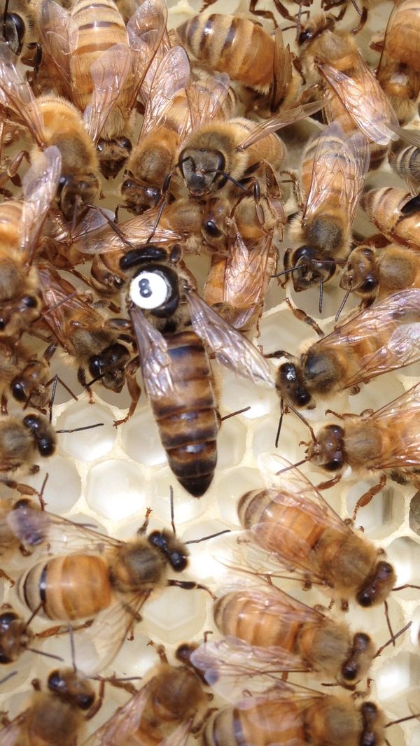 Honey Bee Queens Mated 2020 for Sale in Auburn, WA OfferUp