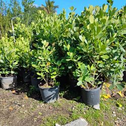 $13 Clusia Hedges Privacy Hedges On Sale