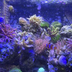 FAKE CORAL DECORATION