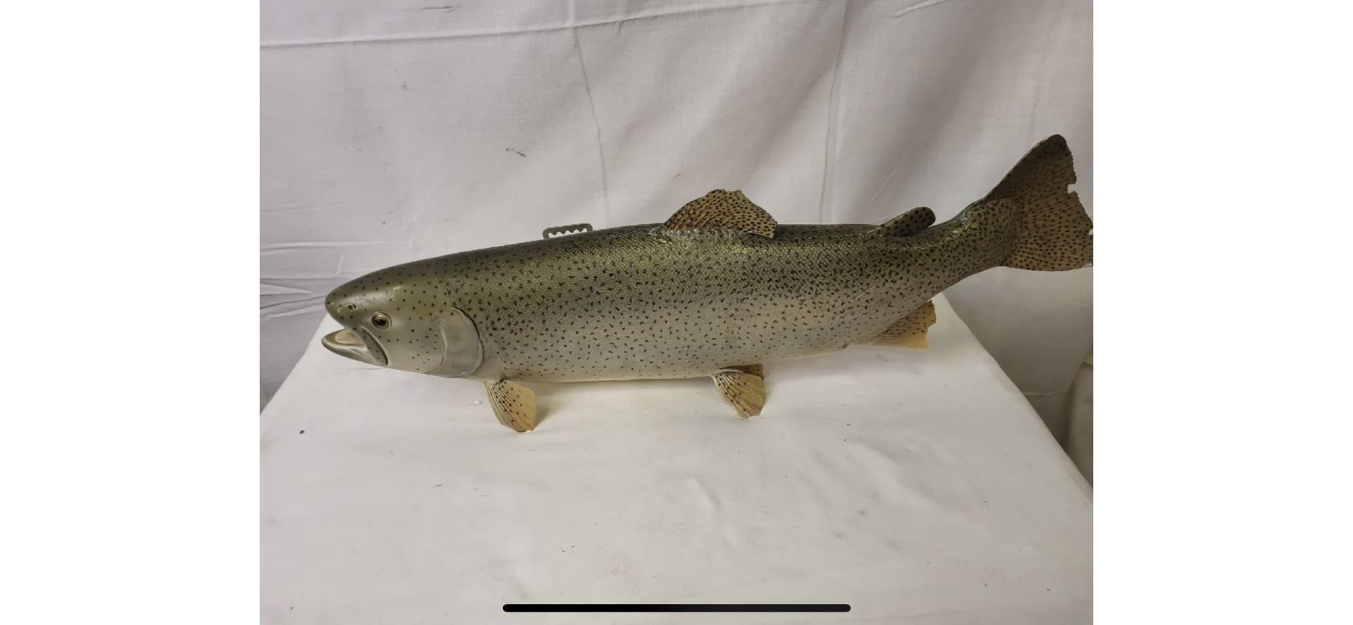 23" Brown Trout Two Sided Authentic Fish Mount Taxidermy