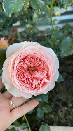 Rose plants