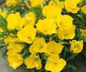 Evening Primrose Seeds