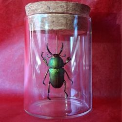 Unique Glass Jar Bug Decor