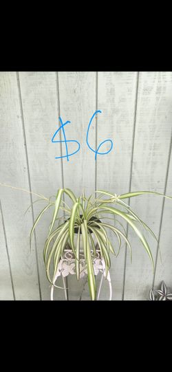 Plant