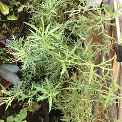 Western Mugwort Plants $17-$30