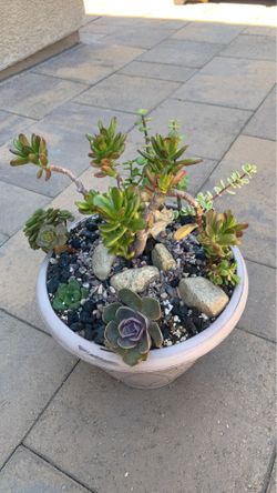 Succulent arrangement/plants