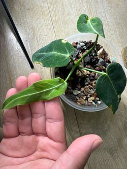 Anthurium Warocqueanum