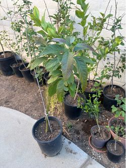 Hass Avocado Tree