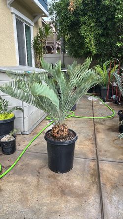 encephalartos eugene maraisii