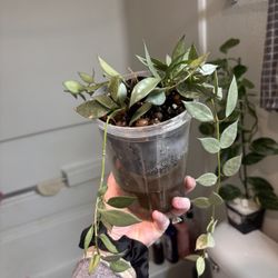 Hoya Lacunosa Super Silver