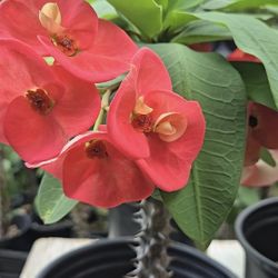 Corona de cristo Planta/ Crown Of Thorns Plants 🪴 