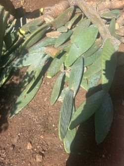 Fresh Prickly Pear Cactus Pads