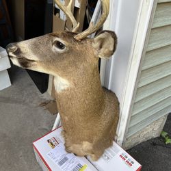 NEED GONE DEER MOUNTS