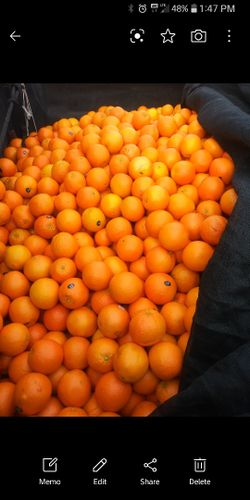 Fresh Oranges