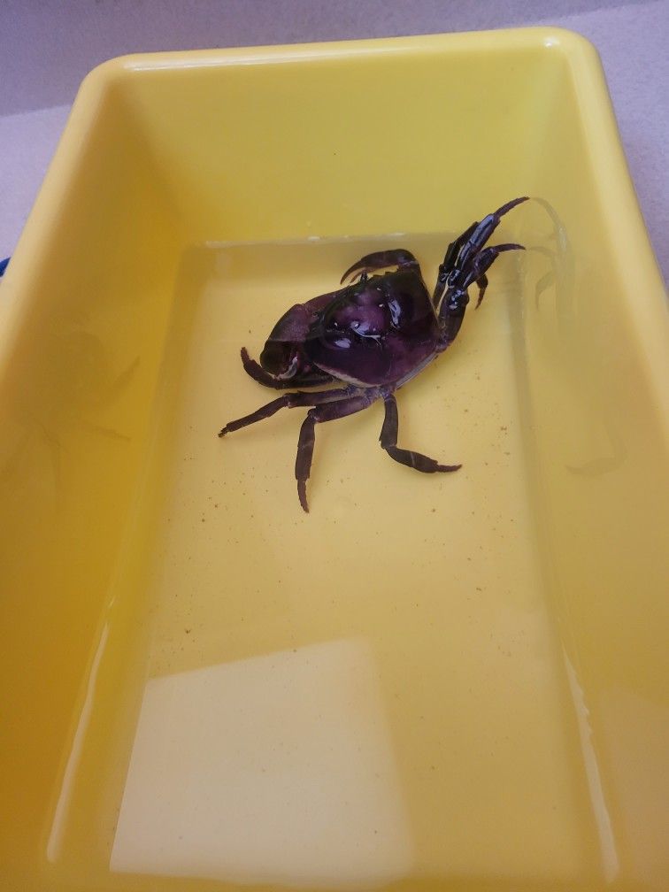 4inch By 3 Inch Large Thai devil crab He comes with 4 Feeder fish