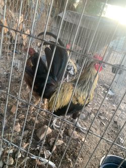 Gallos,Gallinas y Patos