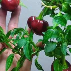 Cascabel Chile Plant