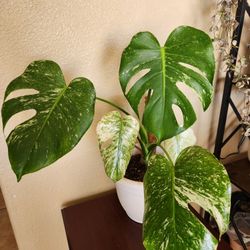 MINT MONSTERA, 5 LEAVES, PERFECTION! POLE/POT INCL.