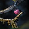 Eat Like A Bird