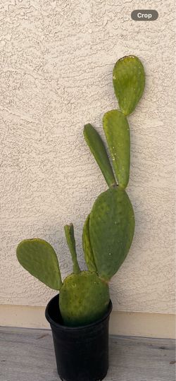 Spineless Cactus