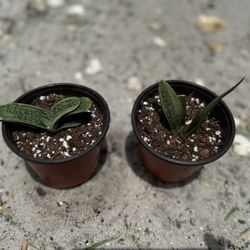 Gasteria Plant 4” Pot At $10 Each 