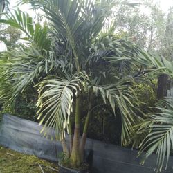 PRICE REDUCED! CHRISTMAS PALM IN 15 GALLONS 5' FEET TALL WITH MULTIPLE TRUNK FOR ONLY $50! ONLY A FEW LEFT