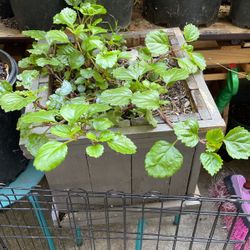 Plant 