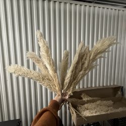 Pampas Grass (dried)
