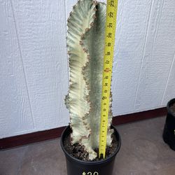 Cactus African Golden Candelabra