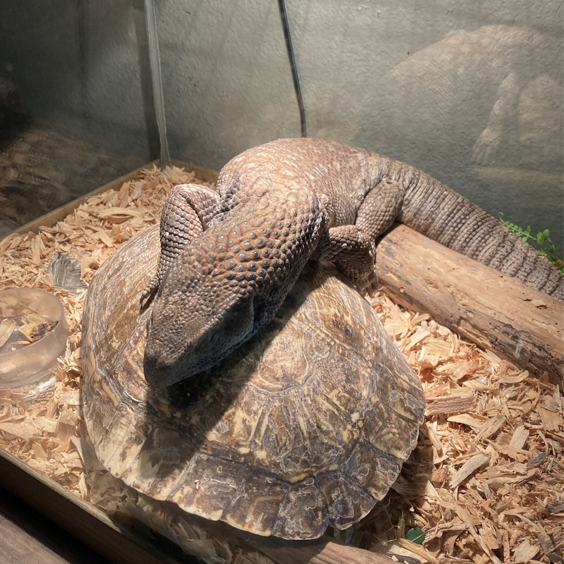 Savannah Monitor Cage (Comes With Everything In Picture)