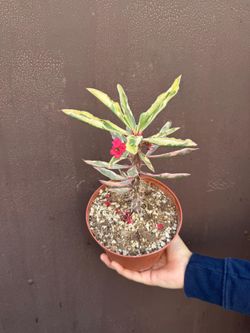 6” crown of thorns variegated