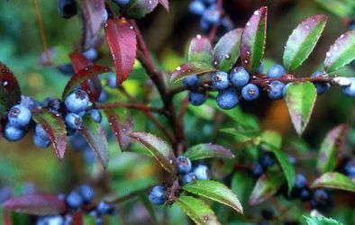 Evergreen Huckleberry (Vaccinium ovatum) – Native WA Edible Shrub