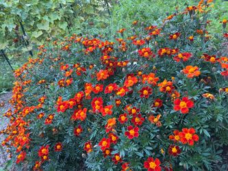 Marigold Seeds