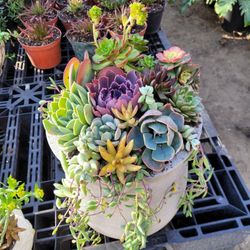 Succulent Arrangements