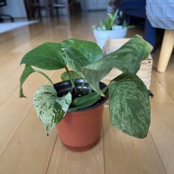 Pothos 