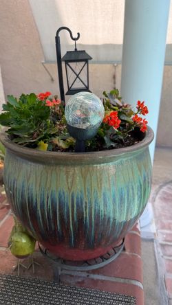 Succulent plant