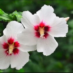 Absolutely Gorgeous Rose Of Sharon  Plants!