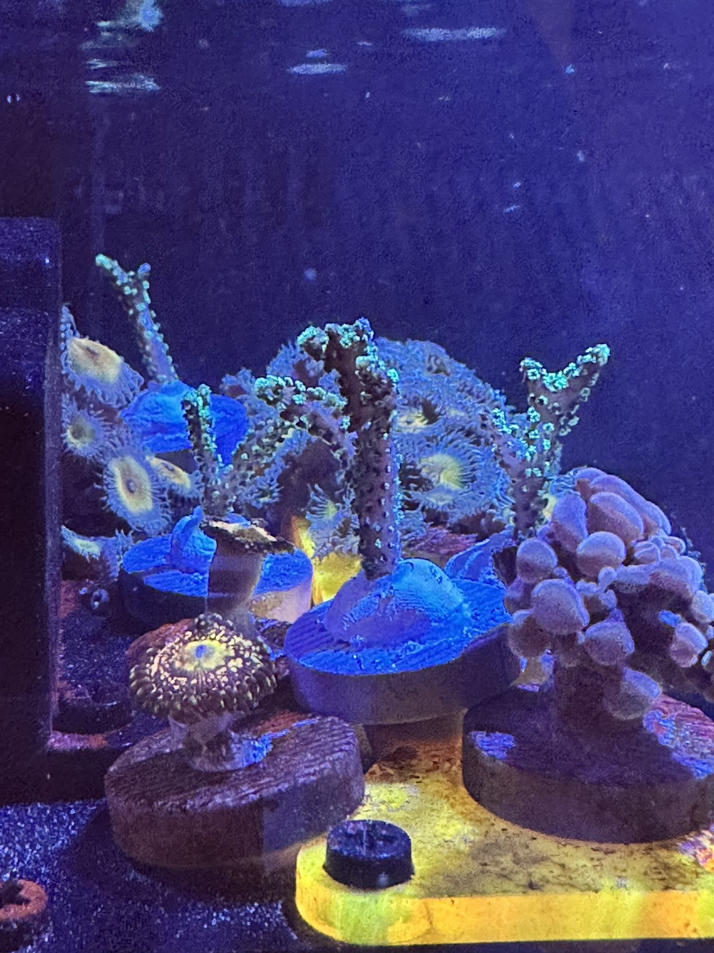 Neon Green Stylo Frag – Hardy SPS Starter