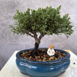 Bonsai Juniper 