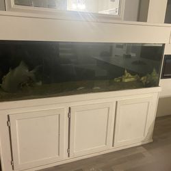 180 Gallon Fishtank